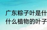 广东粽子叶是什么叶子 广东粽子叶是什么植物的叶子