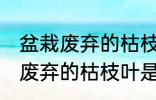 盆栽废弃的枯枝叶属于什么垃圾 盆栽废弃的枯枝叶是什么垃圾