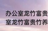 办公室龙竹富贵竹养几支最旺运 办公室龙竹富贵竹养多少支最旺运