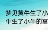 梦见黄牛生了小牛有什么兆头 梦见黄牛生了小牛的寓意是啥