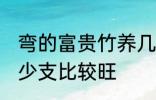 弯的富贵竹养几支最旺运 富贵竹养多少支比较旺