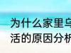 为什么家里乌龟养不活 家里乌龟养不活的原因分析