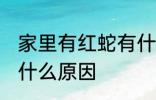 家里有红蛇有什么预兆 家里有红蛇是什么原因