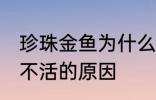 珍珠金鱼为什么总养不活 珍珠金鱼养不活的原因