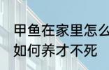 甲鱼在家里怎么养才不死 甲鱼在家里如何养才不死